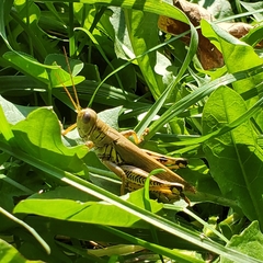 Melanoplus differentialis