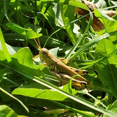 Melanoplus differentialis