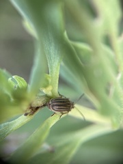 Ophraella notulata