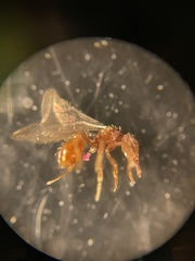 Strumigenys silvestrii