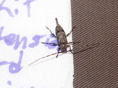 Graphisurus despectus