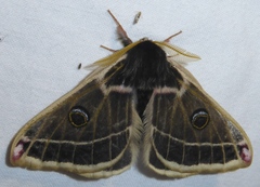 Agapema homogena