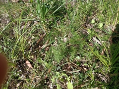 Haloragis heterophylla