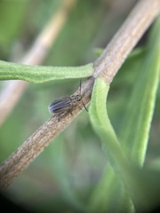Ophraella notulata