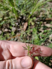 Haloragis heterophylla