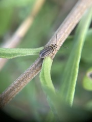 Ophraella notulata