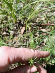 Haloragis heterophylla
