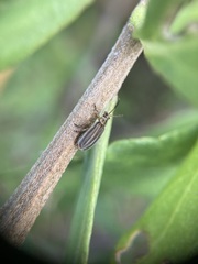 Ophraella notulata