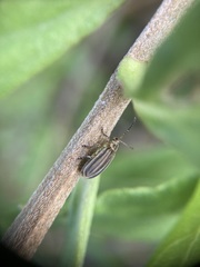 Ophraella notulata