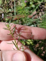 Haloragis heterophylla