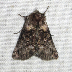 Abrostola microvalis