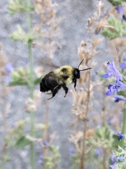 Bombus bimaculatus