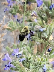 Bombus bimaculatus