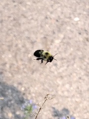 Bombus bimaculatus