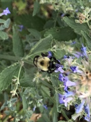 Bombus bimaculatus