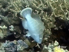 Humphead Wrasse