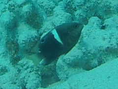 Chrysiptera biocellata