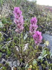 Castilleja parviflora olympica