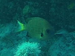 Pycnochromis