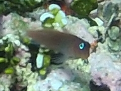 Cirripectes variolosus