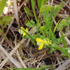 Hypericum suffruticosum