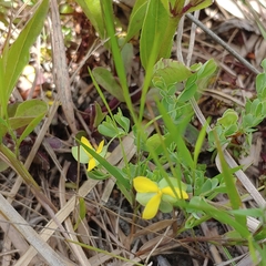 Hypericum suffruticosum