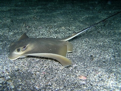 Japanese Eagle Ray photo 3