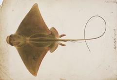 Japanese Eagle Ray photo 5