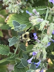 Bombus bimaculatus
