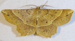 Euchlaena tigrinaria