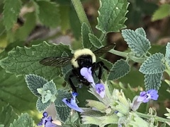 Bombus bimaculatus