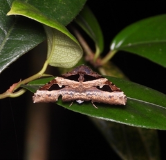 Avatha bubo