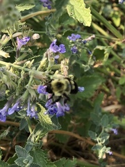 Bombus bimaculatus