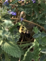 Bombus bimaculatus