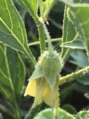 Physalis pumila hispida