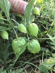 Physalis pumila hispida