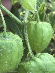 Physalis pumila hispida