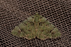 Aeolochroma hypochromaria