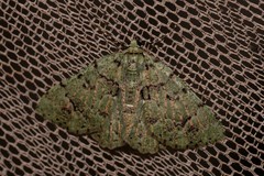 Aeolochroma hypochromaria
