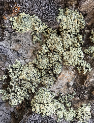 Protoparmeliopsis peltata