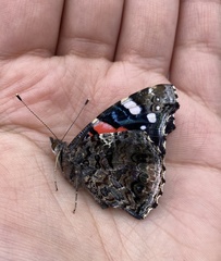 Vanessa atalanta