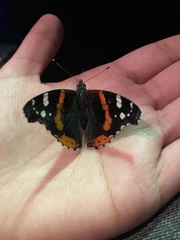 Vanessa atalanta