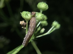 Pseudorthodes