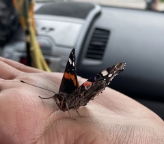 Vanessa atalanta
