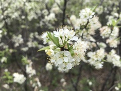Prunus rivularis