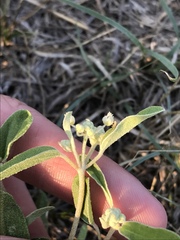 Croton texensis texensis