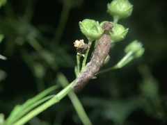 Pseudorthodes