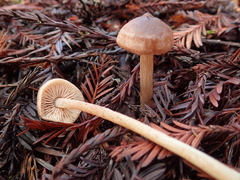 Entoloma cystomarginatum