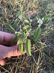 Croton texensis texensis