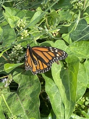 Danaus plexippus
